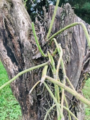 Rhipsalis floccosa