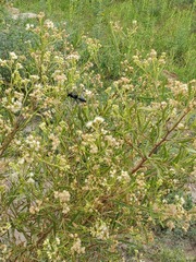 Stangeella cyaniventris