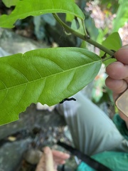 Phyllodes imperialis smithersi