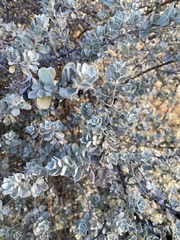 Leucophyllum frutescens