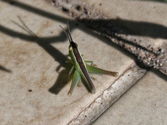 Staurorhectus longicornis