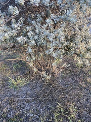 Leucophyllum frutescens