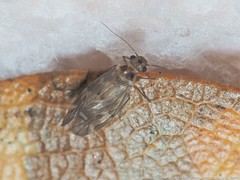Peripsocus subfasciatus