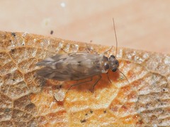 Peripsocus subfasciatus