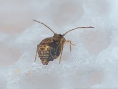 Ptenothrix renateae