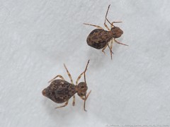 Ptenothrix renateae