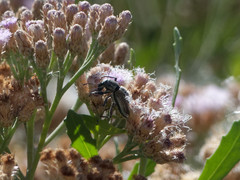 Naupactus verecundus