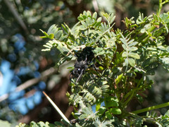 Stangeella cyaniventris