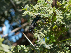 Stangeella cyaniventris