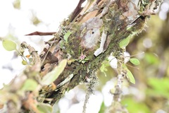 Platystele caudatisepala