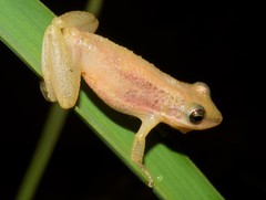 Scinax fuscomarginatus