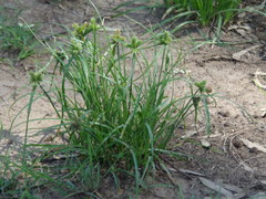 Cyperus aggregatus