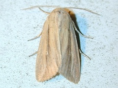 Leucania phragmitidicola