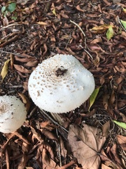 Chlorophyllum