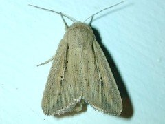 Leucania phragmitidicola