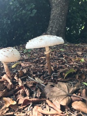 Chlorophyllum