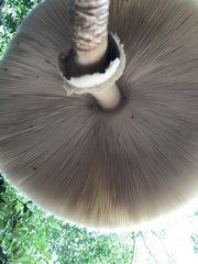 Chlorophyllum