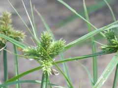 Cyperus aggregatus