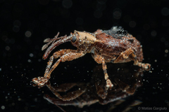 Neopsilorhinus collaris