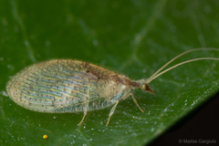 Hemerobius chilensis