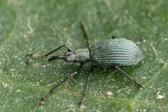 Chilapion macilentum