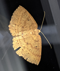 Casbia melanops