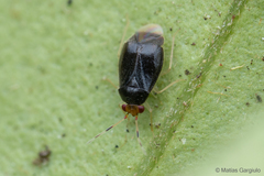 Osornocoris punctatus