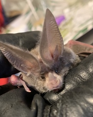 Macrotus californicus