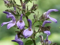 Brillantaisia cicatricosa