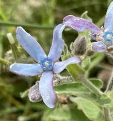 Oxypetalum coeruleum