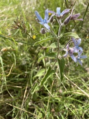Oxypetalum coeruleum