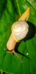 Parthena acutangula