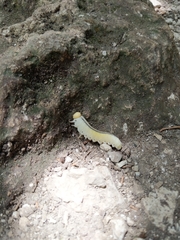 Cimbicidae