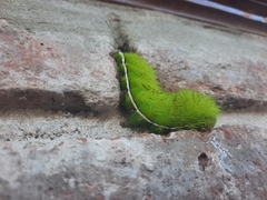 Automeris coresus