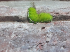 Automeris coresus