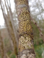 Bathelium carolinianum