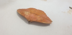 Lonomia obliqua