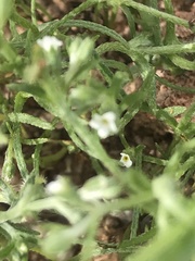 Pectocarya platycarpa