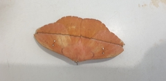 Lonomia obliqua