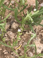 Pectocarya platycarpa