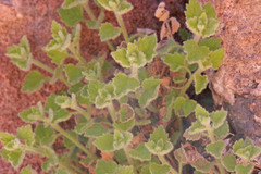 Perityle tenella