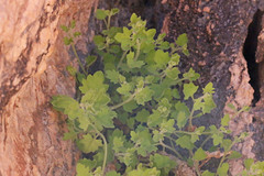 Perityle tenella