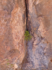 Perityle tenella