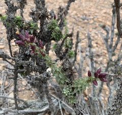 Haplopappus foliosus