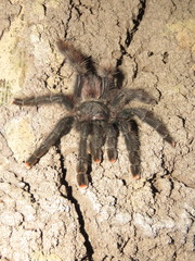 Avicularia avicularia