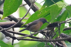 Pheugopedius rutilus