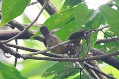 Pheugopedius rutilus