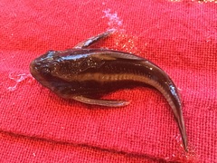 Platydoras armatulus