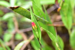 Sobralia crocea