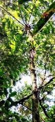 Cyathea caracasana